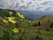 15  Pulsatilla alpina sulphurea (Anemone sulfureo)